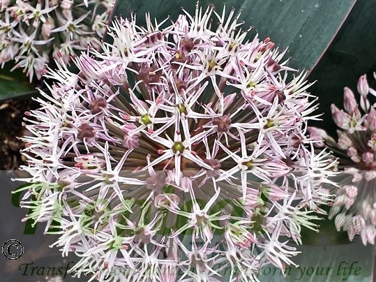Allium karataviense