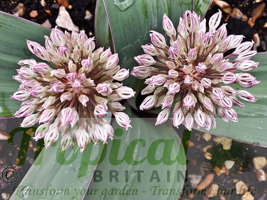 Allium karataviense - flower buds before they open