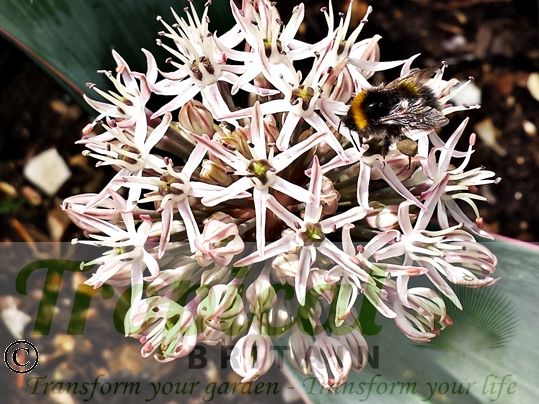 Allium karataviense - bee magnet