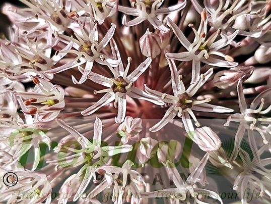 Allium karataviense