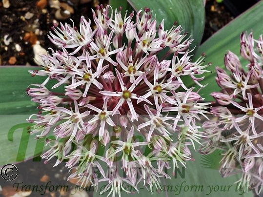 Allium karataviense