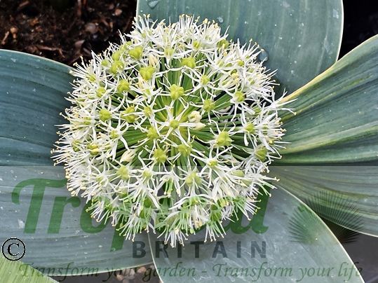 Allium karataviense 'Ivory Queen'