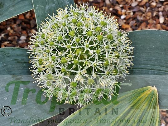 Allium karataviense 'Ivory Queen'