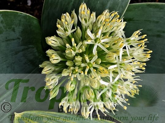 Allium karataviense 'Ivory Queen' - buds just opening