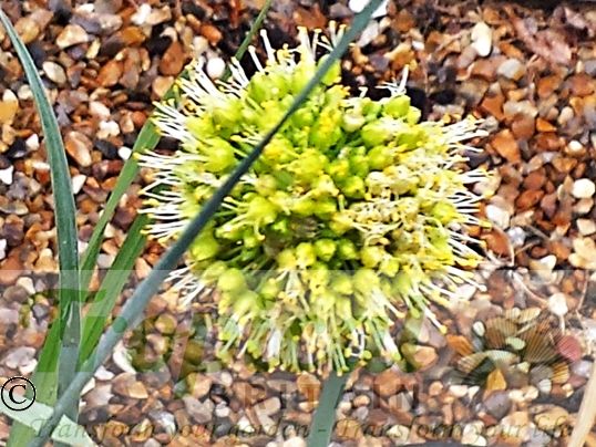Allium obliquum