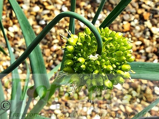 Allium obliquum - often with a gracefully drooping flowerhead