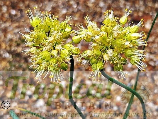 Allium obliquum 