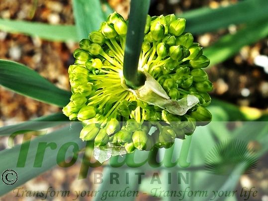 Allium obliquum 