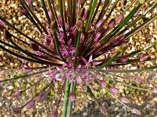 Allium schubertii