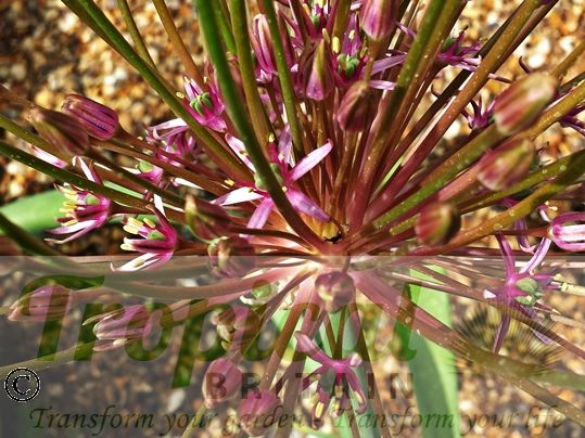 Allium schubertii