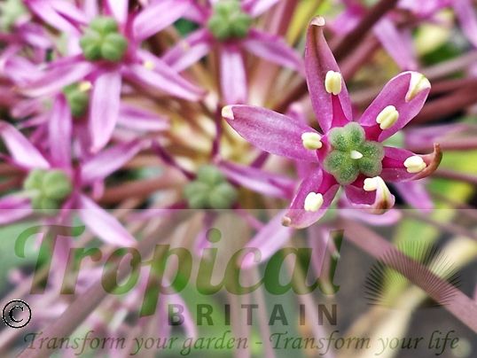 Allium schubertii
