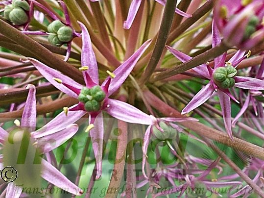 Allium schubertii