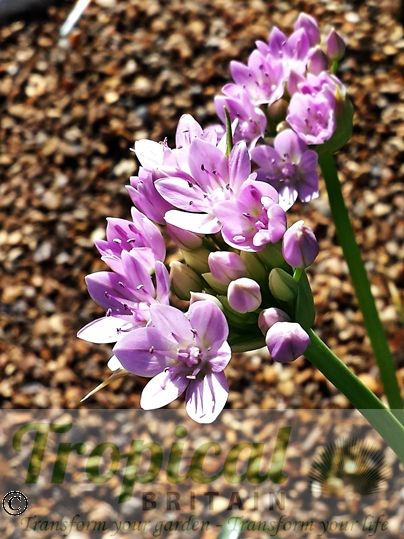 Allium unifolium