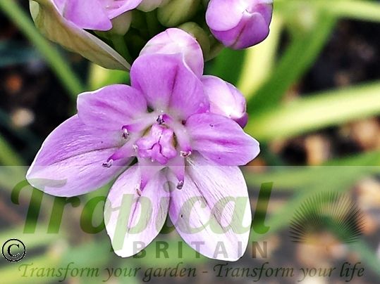 Allium unifolium