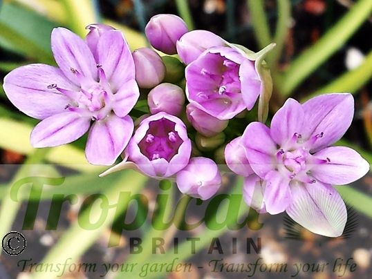 Allium unifolium