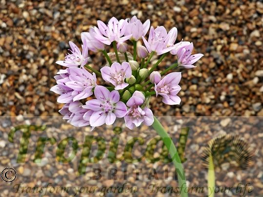 Allium unifolium