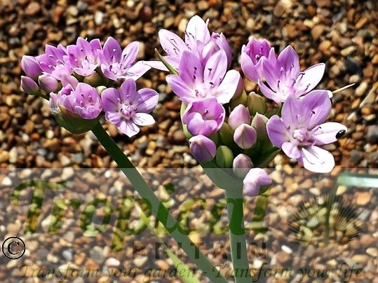 Allium unifolium