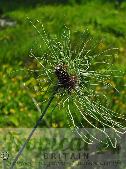Allium vineale 'Hair'