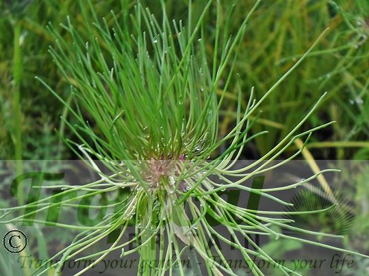 Allium vineale 'Hair'