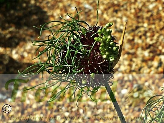 Allium vineale 'Hair'
