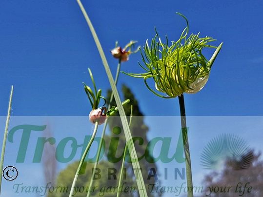 Allium vineale 'Hair'