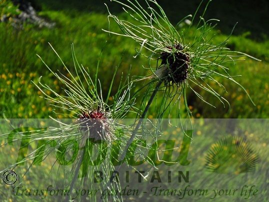 Allium vineale 'Hair'