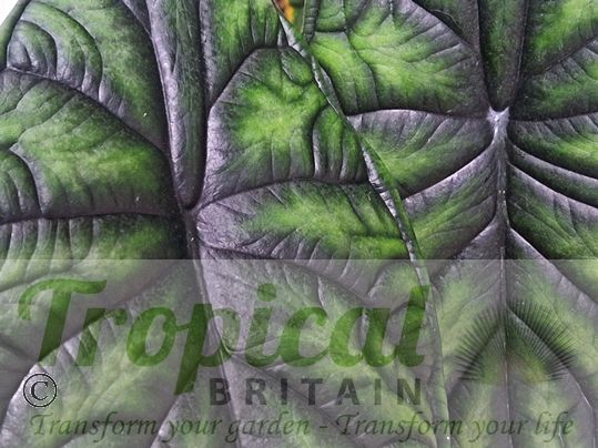 Alocasia baginda 'Dragon's Scale'