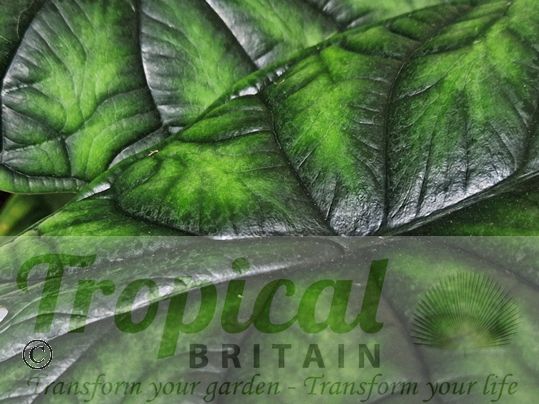 Alocasia baginda 'Dragon's Scale'
