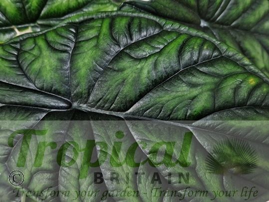 Alocasia baginda 'Dragon's Scale'