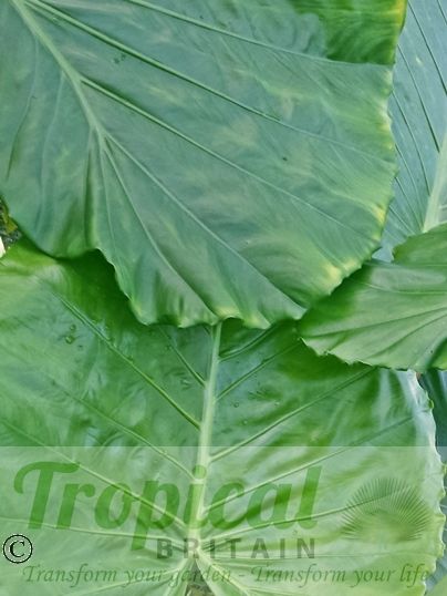 Alocasia macrorrhizos