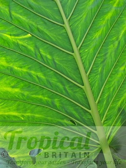 Alocasia macrorrhizos
