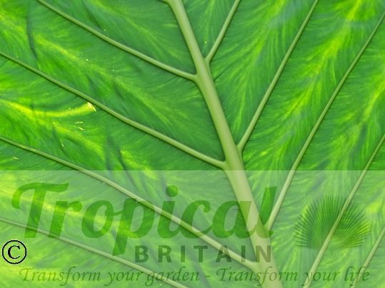 Alocasia macrorrhizos