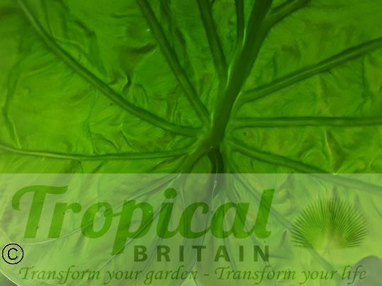 Alocasia macrorrhizos