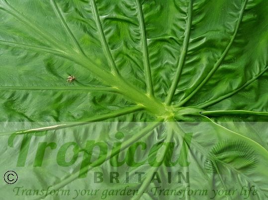 Alocasia macrorrhizos
