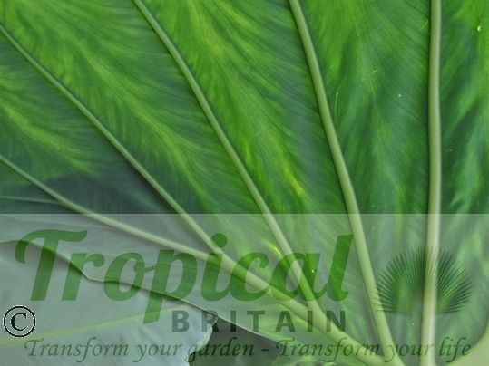 Alocasia macrorrhizos