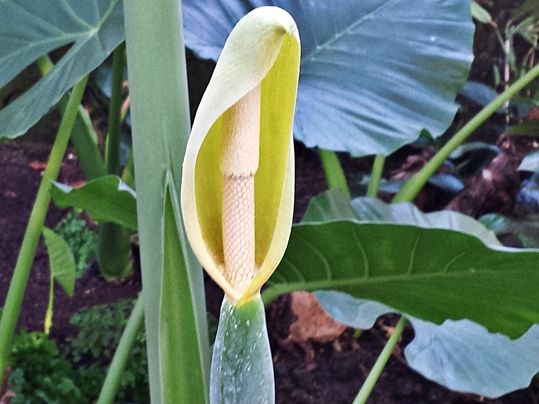 Alocasia odora