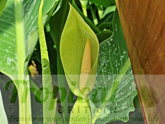 Alocasia odora