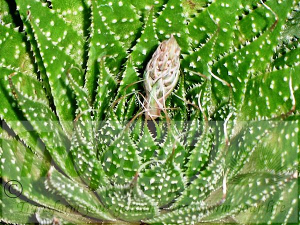 Aloe aristata - emerging flower bud