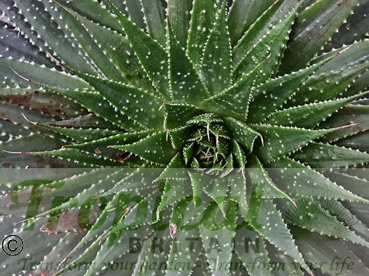 Aloe aristata