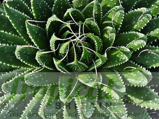 Aloe aristata
