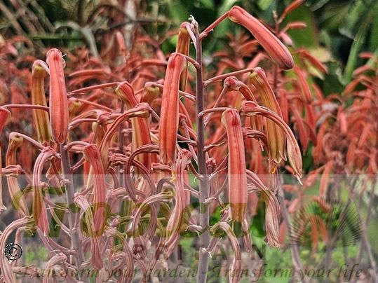 Aloe aristata