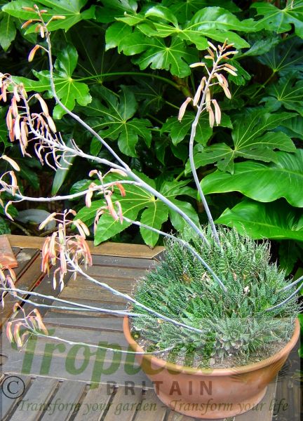 Aloe aristata