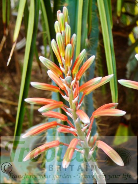 Aloe aristata - drought tolerant in summer