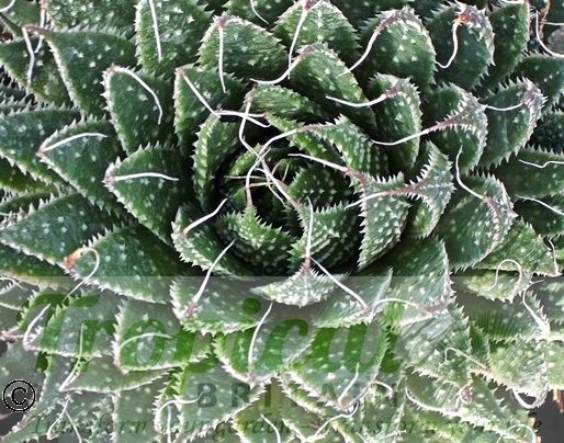 Aloe aristata