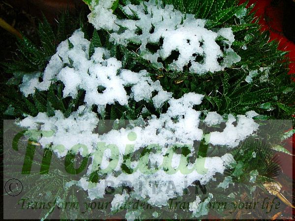 Aloe aristata - frost and snow tolerant in winter