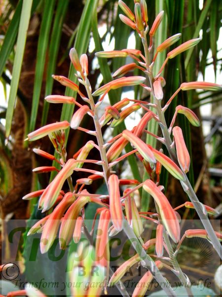 Aloe aristata - beautiful coral-orange flowers