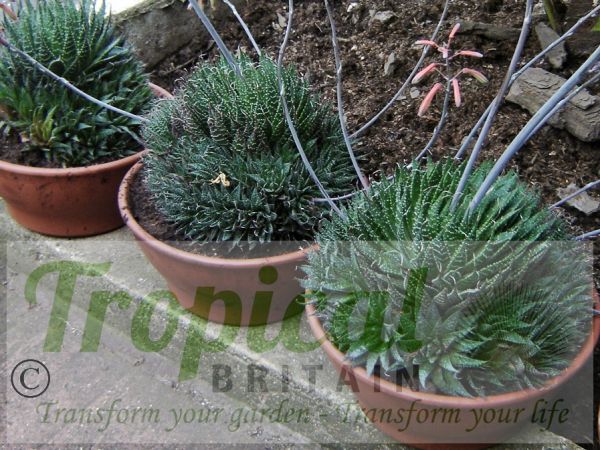 Aloe aristata