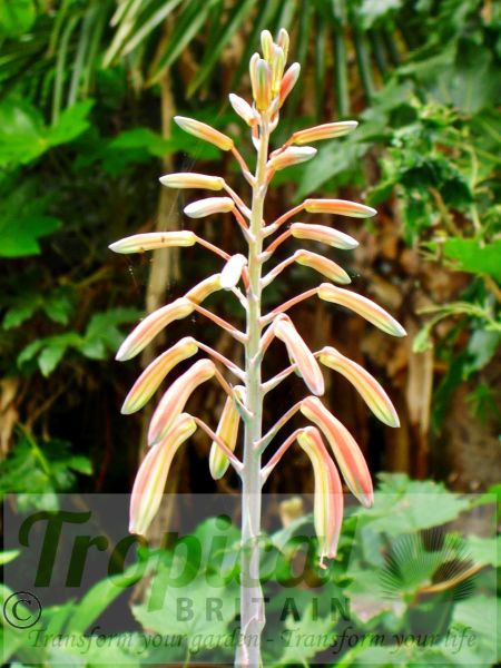 Aloe aristata - flowering freely