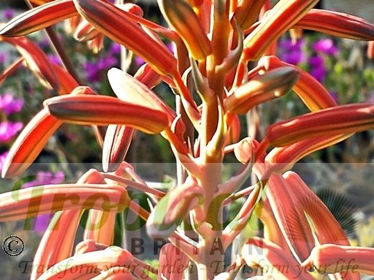 Aloe aristata