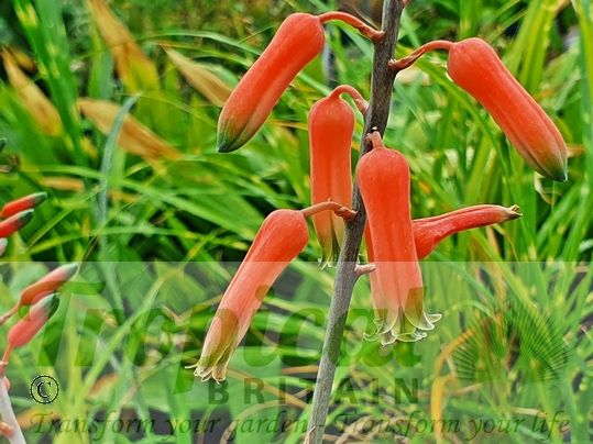Aloe juvenna